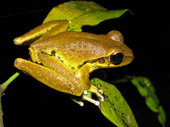 Ranoidea jungguy