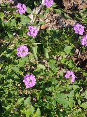 Glandularia maritima