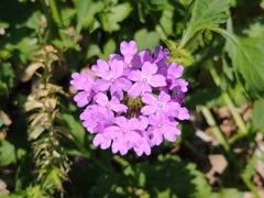 Glandularia maritima