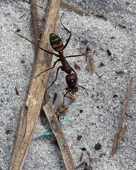Camponotus socius
