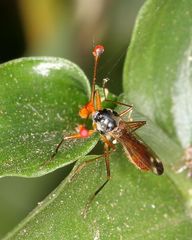 Diopsis stuckenbergi