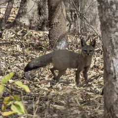 Vulpes bengalensis