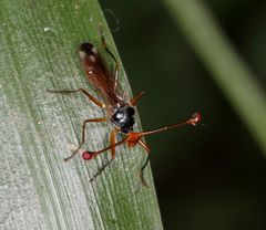 Diopsis stuckenbergi