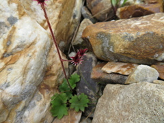 Micranthes porsildiana