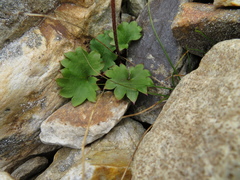 Micranthes porsildiana