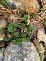Micranthes porsildiana