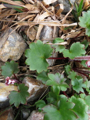 Micranthes porsildiana