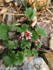 Micranthes porsildiana