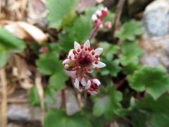 Micranthes porsildiana