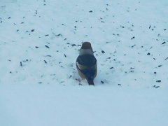 Coccothraustes coccothraustes