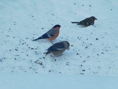 Coccothraustes coccothraustes