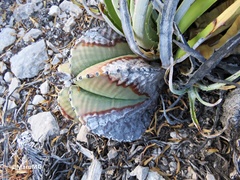 Astrophytum myriostigma