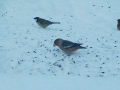 Coccothraustes coccothraustes