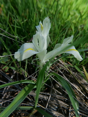 Iris palaestina