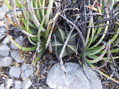 Astrophytum myriostigma
