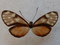 Pteronymia picta notilla
