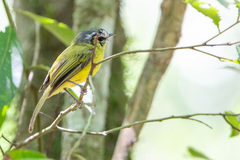 Pogonotriccus eximius