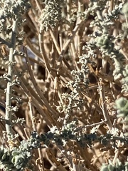Artemisia judaica