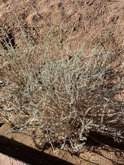 Artemisia judaica