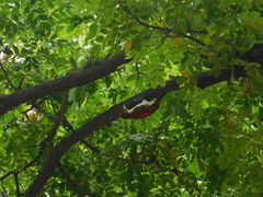 Dryobates callonotus