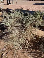 Artemisia judaica