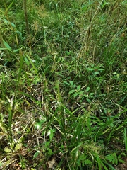 Rhynchospora miliacea