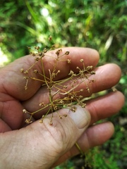 Rhynchospora miliacea