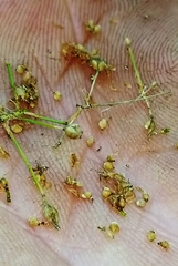 Rhynchospora miliacea