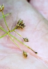 Rhynchospora miliacea