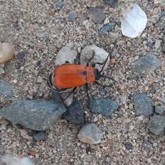 Theone silphoides