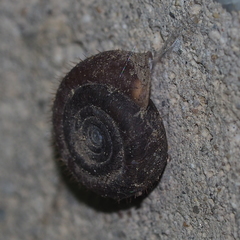 Helicodonta obvoluta