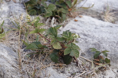 Rubus affinis