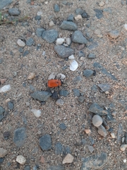 Theone silphoides