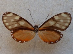 Pteronymia picta notilla