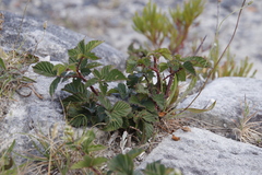 Rubus affinis