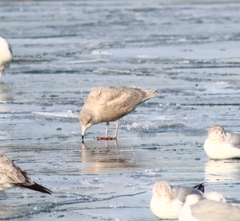 Larus hyperboreus