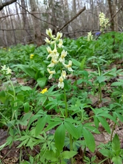Corydalis cava marschalliana