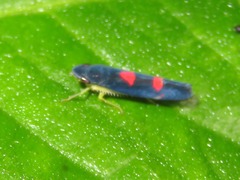 Pachitea subflava