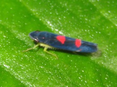Pachitea subflava