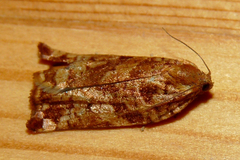 Archips oporana