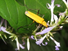 Chauliognathus sulphureus