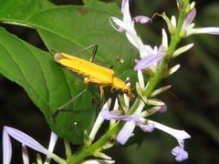 Chauliognathus sulphureus
