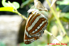 Neptis sappho astola