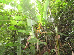 Heliconia lingulata