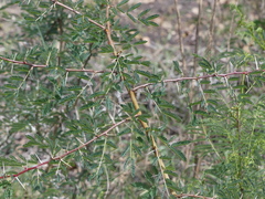 Vachellia seyal