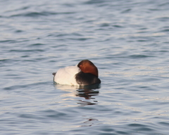 Aythya valisineria