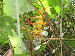 Heliconia lingulata