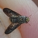 Rachiptera limbata - Photo (c) diapontiamc, alguns direitos reservados (CC BY-NC), uploaded by diapontiamc