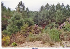 Erica australis