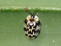 Aslamidium ecuadoricum